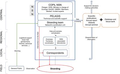 Strengthening the health surveillance of marine mammals in the waters of metropolitan France by monitoring strandings